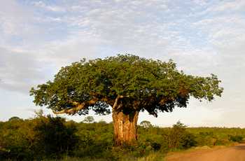 Baobab ist die Frucht des Affenbrotbaumes