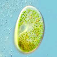 Chlorella ist eine essbare Alge