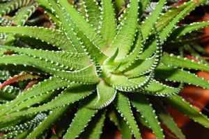 Pflanzen statt Antibiotika - Aloe Vera