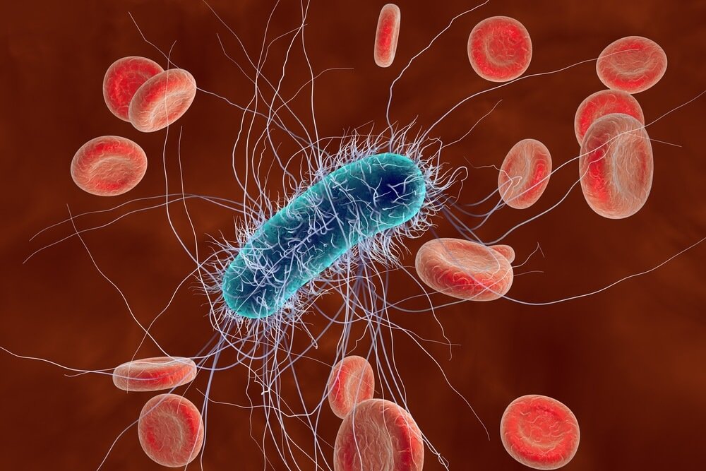 Escherichia coli: alles, was Sie wissen müssen 