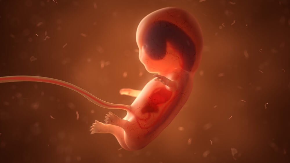 Germinale Schichten und embryonale Entwicklung  